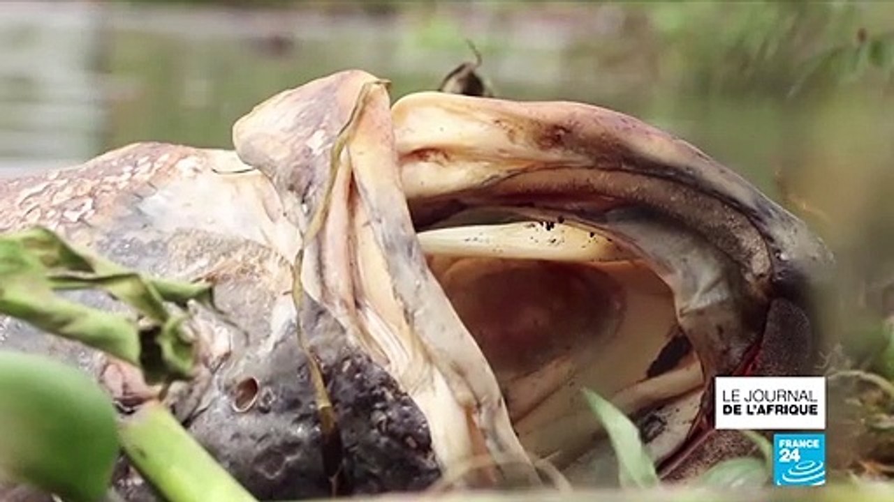 Ouganda : le mystère des poissons morts dans le Lac Victoria