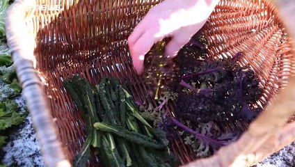 Kohl aus dem Küchengarten: Das empfiehlt Sternekoch Jonas Mikkelsen