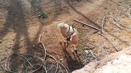 Hungry Male Alpha Gemsbok Deer