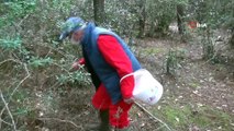(SİNOP Sinop’ta 62’lik mantar avcısı görenleri şaşırtıyor