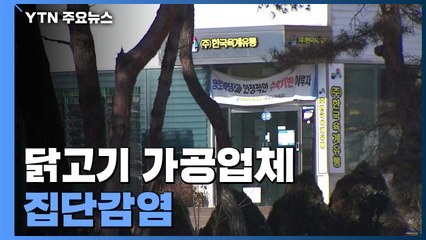 닭고기 가공업체도 집단 감염...축산물 폐기 두고 '혼선' / YTN