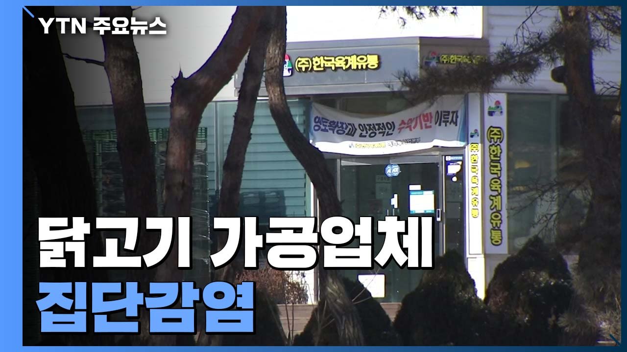 닭고기 가공업체도 집단 감염...축산물 폐기 두고 '혼선' / YTN