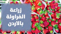 زراعة الفراولة بالاردن