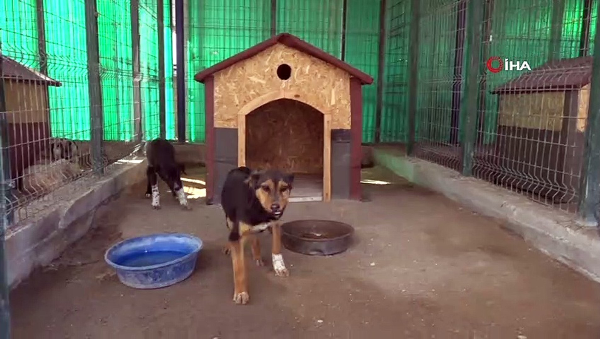 Afyonkarahisar Da Sekiz Yilda 8 Bin Sokak Kopegi Ve Kedisi Kisirlastirildi Dailymotion Video