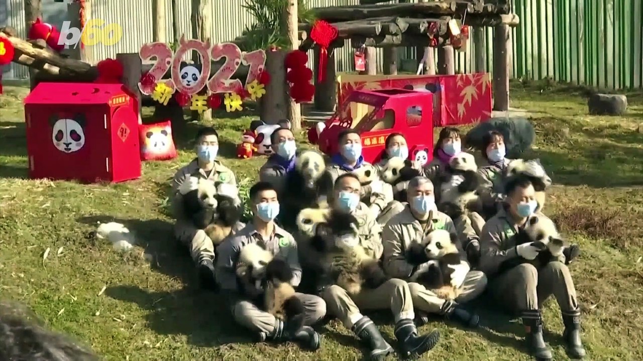 These Adorable Panda Cubs Made Their Public Debut in China!