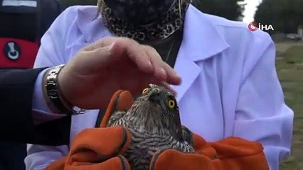 Yaralı atmacalar tedavisinin ardından doğaya salındı