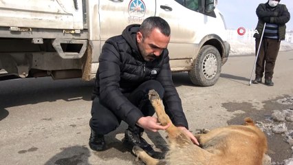 Yüksekova’da aracın çarptığı köpek sahipsiz bırakılmadı