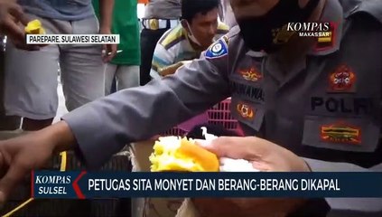 Petugas Sita Monyet Dan Berang-Berang Di Kapal