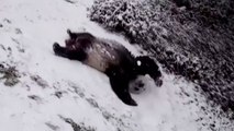 Glissades et roulades dans la neige : les adorables images des pandas du zoo de Washington