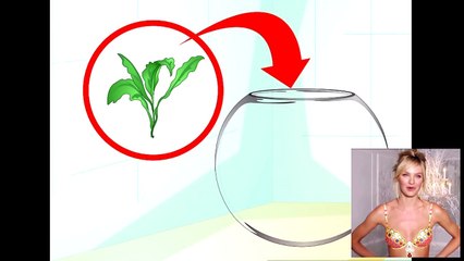 Care for a Betta Fish in a Vase