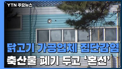 닭고기 가공업체도 집단 감염...축산물 폐기 두고 '혼선' / YTN