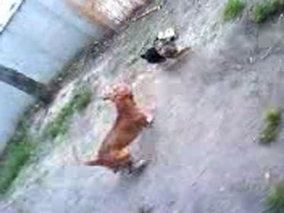 amstaff sheitan