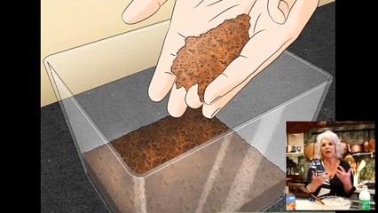 Take Care of a Praying Mantis