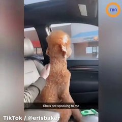 Elle est morte de rire en voyant la coupe qu'a fait le toiletteur à son chien