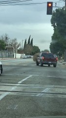 Giant Tumbleweed Stops Traffic
