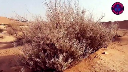 Saudi arabia river video Devnarayn vlog Mix