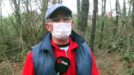 Sinop’ta 62’lik Mantar Avcısı Görenleri Şaşırtıyor