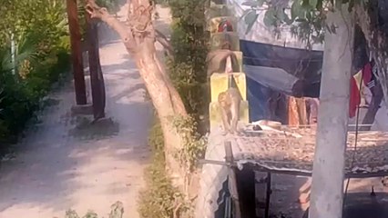 बंदरों के बढ़ते आतंक से स्थानीय लोग परेशान