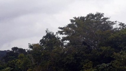 Airbus A321 PT-MXQ na aproximação final antes de pousar em Manaus vindo de Brasília