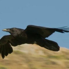 Merlina, known as the queen of the Tower of London’s ravens, has not been seen for weeks!