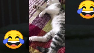 VÍDEOS VIRALES que dan risa - Perros y Gatos COMPILACIÓN