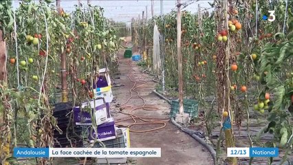 Pollution : l'envers du décor de la production de tomates espagnoles