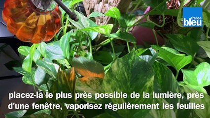 Roland Motte, jardinier, le scindapsus, une plante d'intérieur qui grimpe partout