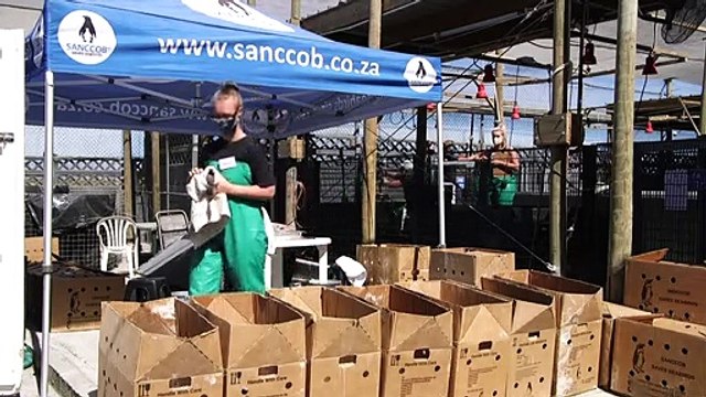 Afrique du Sud : des centaines de bébés cormorans du Cap sauvés d'une mort certaine