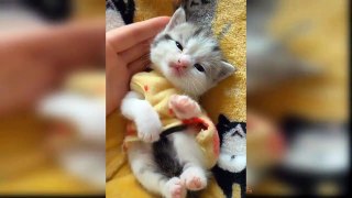 Baby Cats - Funny and Cute Cat Videos Compilation 2020