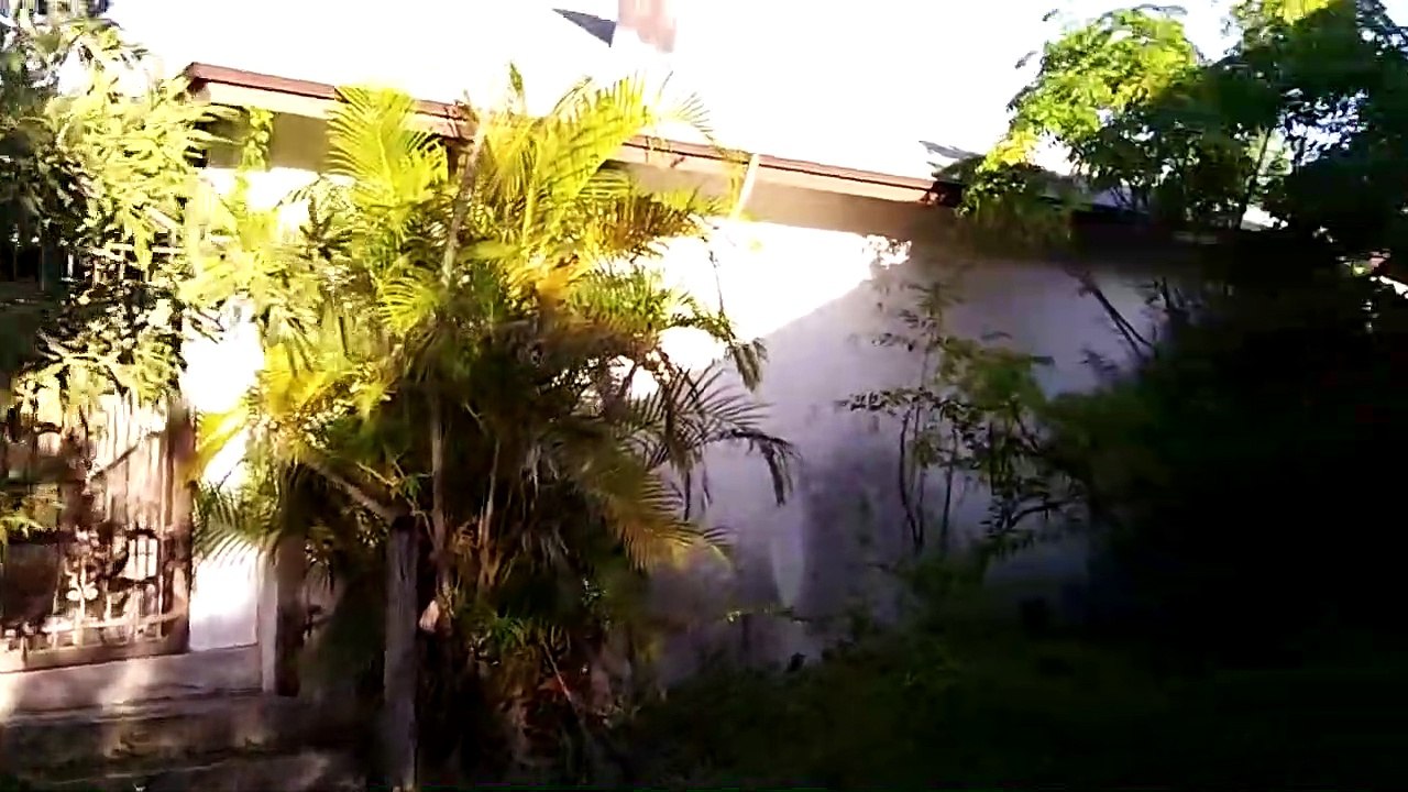 Il découvre un énorme essaim de guêpes