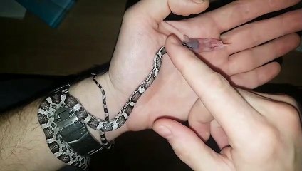 Il nourrit son petit serpent à la main et c'est adorable