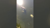 Ce pêcheur se retrouve avec un alligator de près de 2 mètres au bout de la ligne