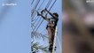 Un policier courageux intervient pour sauver un python coincé sur une ligne électrique