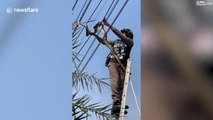 Un policier courageux intervient pour sauver un python coincé sur une ligne électrique
