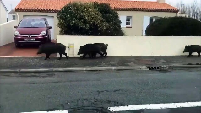 Des dizaines de sangliers filmés en pleine ville à Saint-hilaire-de-riez