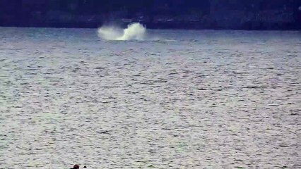 Humpback whale breaches FOUR TIMES off coast of Edinburgh and Fife
