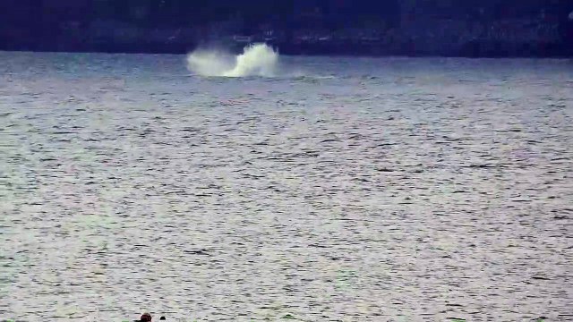 Humpback whale breaches FOUR TIMES off coast of Edinburgh and Fife