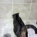 cat bathing, cat bathing itself