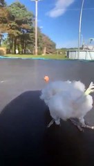 Where did it go, animal funny videos, funny video,funny animal videos,funny animals