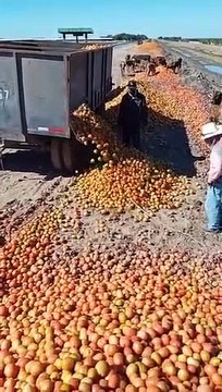 ¡Como si fuera basura! Decenas de toneladas de tomate son desperdiciadas en el valle de Guasave