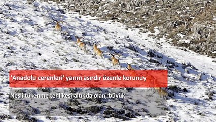 22 Ocak gün ortası