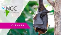 Los murciélagos y la transmisión de enfermedades