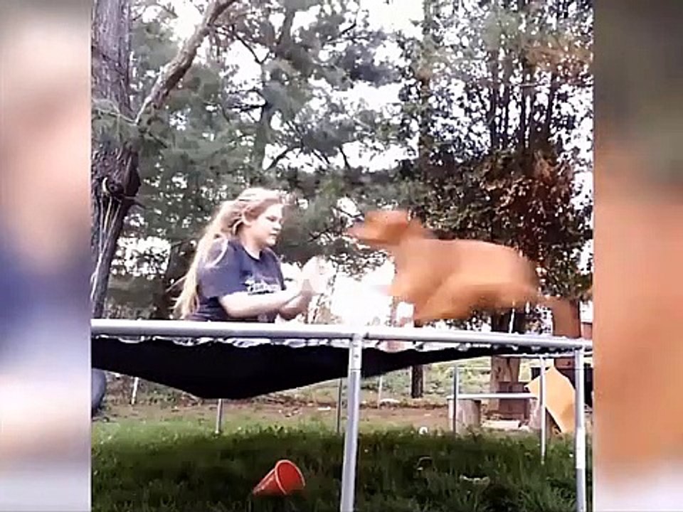 TRY NOT to LAUGH Animals FUNNY PET FAILS Compilation 2021 | Epic Pet Videos & Moments 