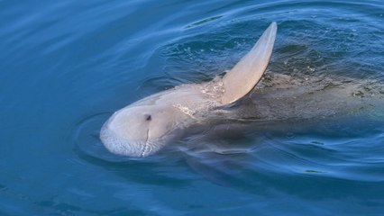 California Whales Rebound After Fishing Net Bans