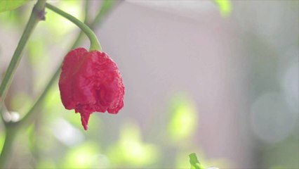 Watch the World Record for Fastest Time Eating Three Carolina Reaper Peppers