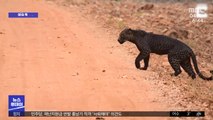 [이슈톡] 인도 밀림서 포착된 희귀 '블랙 팬서'