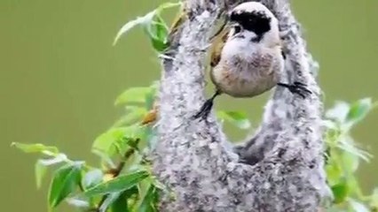 Ona bu sanatı kim öğretti? Dokumacı kuş mühendis gibi yuva yapıyor