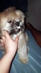 Shi Tzu Has A Dazzling Smile