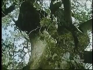 "KENGA E ROZAFES - LEGJENDA E KALASE" | Kinematografia Shqiptare