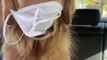 Dog Holds Mask in Mouth to Cover Face During Outing